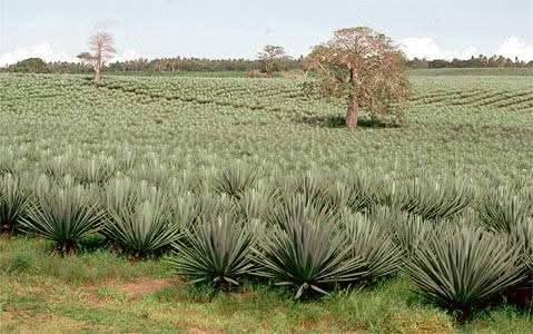 Nanona Agrocare Limited